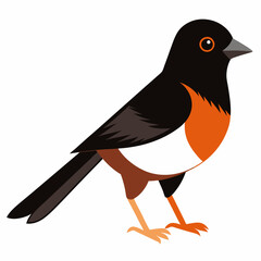 illustration of an eastern towhee