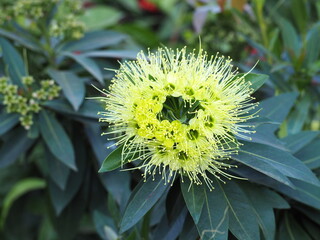 Yellow flowers of Golden penda, Junjum, Expo gold, Xanthostemon chrysanthus. The flowers are in...
