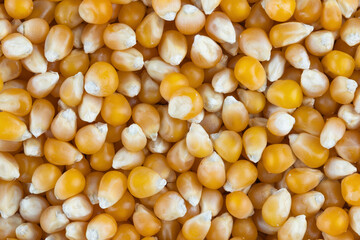 Yellow corn kernels for popcorn, close-up.