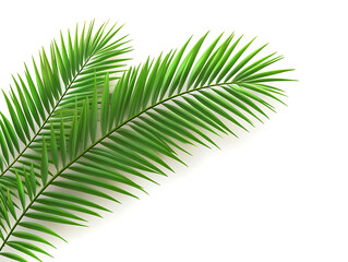 Obraz premium Lush Green Palm Fronds on White Background