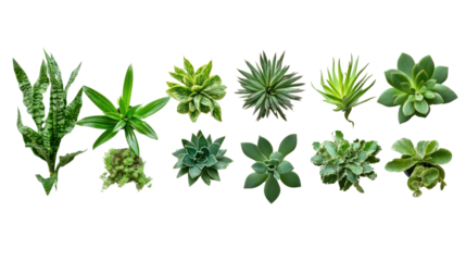 A vibrant collection of various succulents and ferns displayed against a white background, showcasing their unique shapes and textures.