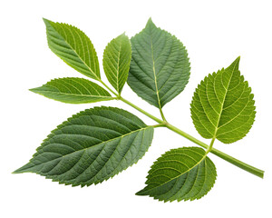 Green leaves on transparent background, vibrant plant leaves, natural greenery design