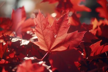 Vivid red autumn leaves with a prominent central maple leaf, symbolizing Canada. A close-up photograph capturing the texture and detail of fall foliage.