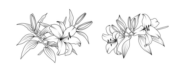 Lily flower arrangement line art on white background. Silhouette lilies botanical hand drawn element for wedding, invitation frame design, vector illustration