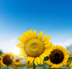 Naklejka premium Blooming sunflowers under blue sky