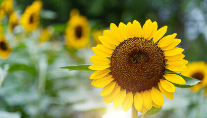Sunflowers blooming in the field