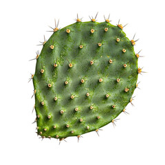 Prickly Pear Cactus Pad with Spines and Bright Green Coloration