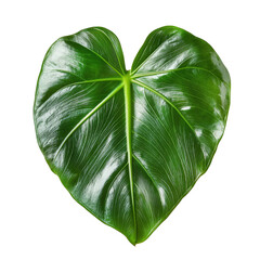 Heart-Shaped Green Leaf Isolated on White Background for Natural Themes