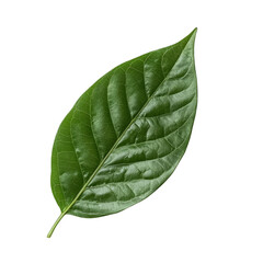 Obraz premium Single Green Leaf with Distinct Veins Isolated on White Background
