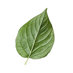 Obraz premium Fresh Green Leaf with Detailed Veins on a White Background