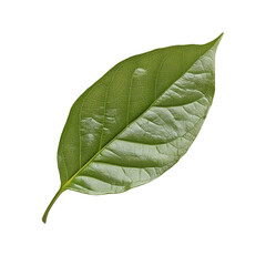 Obraz premium Fresh Green Leaf Isolated on White Background for Natural Design Use