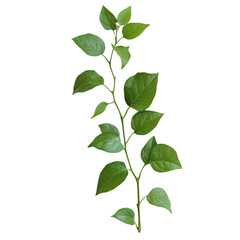 Fototapeta premium Fresh Green Leafy Plant Stem Isolated on White Background for Design Use