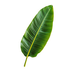Green Tropical Leaf Isolated on White Background for Nature and Design Use