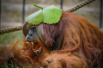 Obraz premium closeup of male bornean orangutan