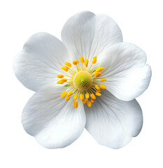 Obraz premium Strawberry flower png isolated on transparent background