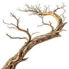 Natural Dry Tree Branch &ndash; Rustic and Artistic Decor Element"