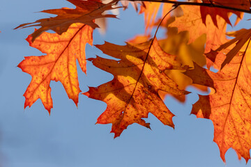 Autumn oak Leaves with Vibrant Orange Colors Against Clear Blue Sky
