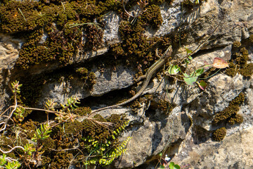 Lizard Resting on Mossy Rock Wall