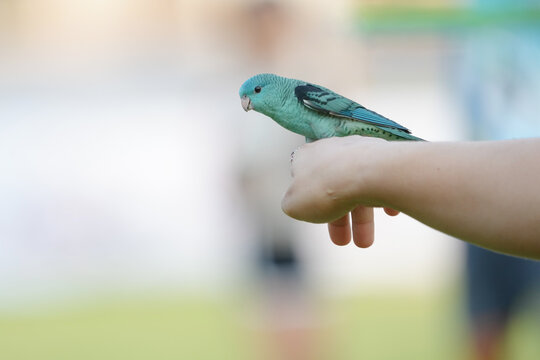 Barred parakeet parrot  Free-flying training bird standing on hand