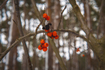 common mountain ash with red, partially withered fruits in a winter setting with a blurred background