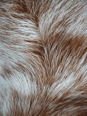 Textured fur showcases the beauty and diversity of animal coats in natural surroundings