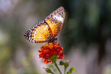 Colorful butterfly 