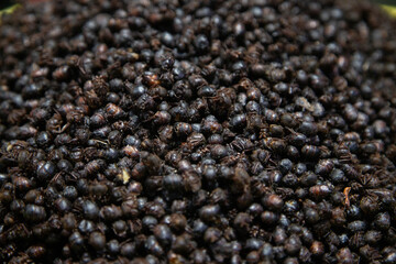 Grasshoppers are edible insects used in Mexican cuisine in the Oaxaca region.