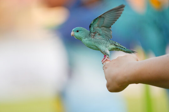 Barred parakeet parrot  Free-flying training bird standing on hand