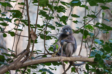 Trachypithecus obscurus, singe à Lunette, perché sur une branche d'arbre à Railay