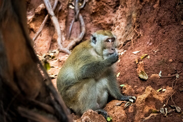 Singe se nourrissant de feuilles 