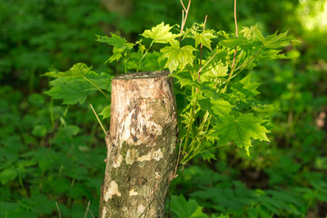 Maple Tree Trunk with Young Shoots in Summer Forest