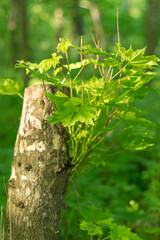 Maple Tree Trunk with Young Shoots in Summer Forest