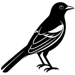 silhouette of a bird