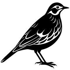 bird silhouette isolated on white background