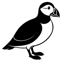 black and white bird