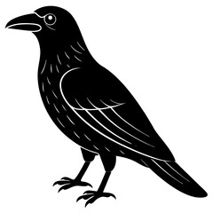 crow on a white background