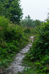 Path on Meadow in the Carpathians: Rainy Summer Day