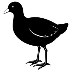 silhouette of a pigeon