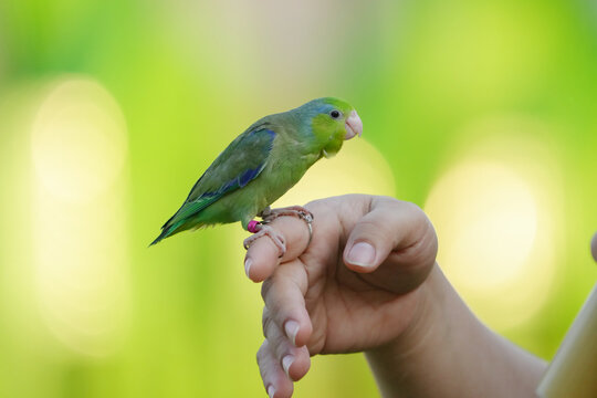 Barred parakeet parrot  Free-flying training bird standing on hand