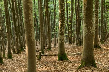 Obraz premium Carpathian Beech Forest: Gray Tree Trunks