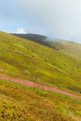 View of Borzhava Mountain Range in the Carpathians: Summer Wild Blueberry Fields