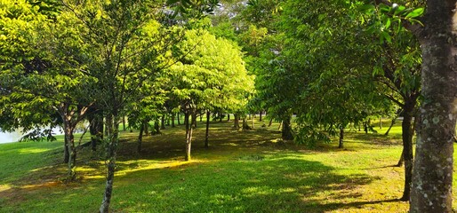 trees in the park