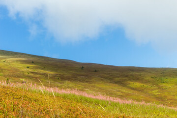 View of Borzhava Mountain Range in the Carpathians: Summer Wild Blueberry Fields