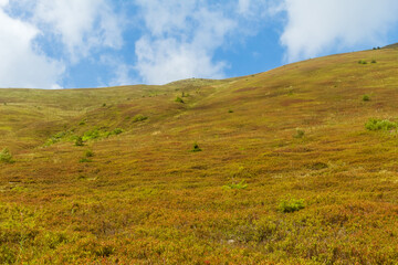 Fototapeta premium View of Borzhava Mountain Range in the Carpathians: Summer Wild Blueberry Fields
