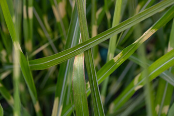 The grass is green and brown