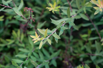 A leafy green plant with a few brown spots on it