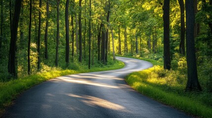 Obraz premium road in the middle of the forest