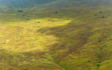 View of Borzhava Mountain Range in the Carpathians: Summer Wild Blueberry Fields