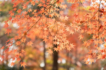 輝くモミジの紅葉