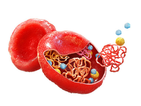 The structure of hemoglobin in red blood cells. Heme groups, ? and ? subunits, ron atoms and oxygen molecule. 3d illustration